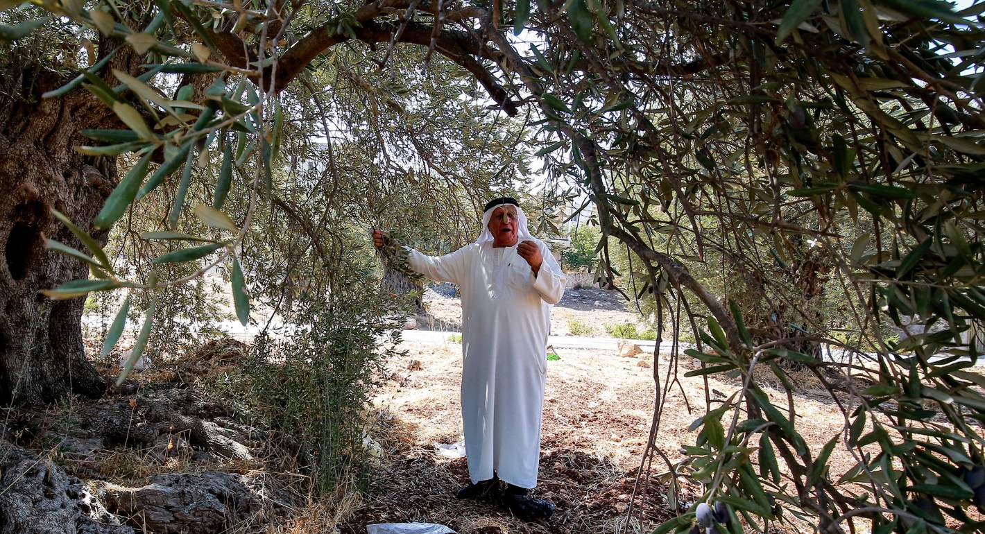 Ali Salih Atta, 84, who owns a farm in the Ajlun Governorate that includes the oldest olive trees in Jordan, close to the Jordan River, walks in his grove on September 25, 2023. (Photo by KHALIL MAZRAAWI/AFP via Getty Images)